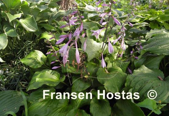 Hosta Ebony Towers